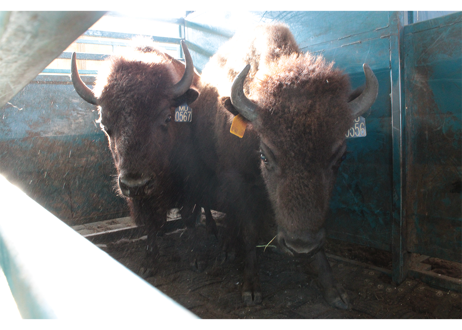 Two bison stand in a blue holding pen, looking towards the camera.